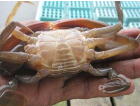 This image for Image Layouts addon