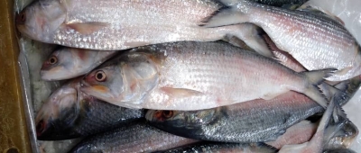 Bangladesh: 22-day hilsa fishing ban begins from October 13
