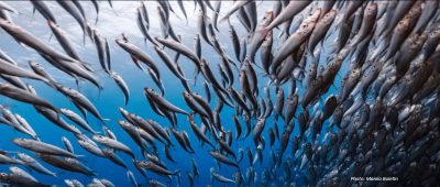 Sardines catch in San Bernardino Strait in Samar in the Philippines plummeting since 2013