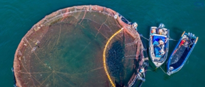 Salmones Antártica’s proposed relocations to cost USD 18 million