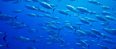Fiji: New fisheries policy prioritizes food security