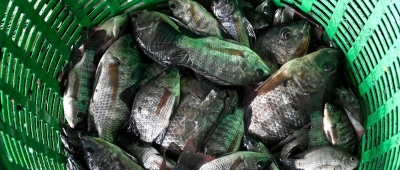 Thailand : Netted 1.3 million kilograms of invasive tilapia